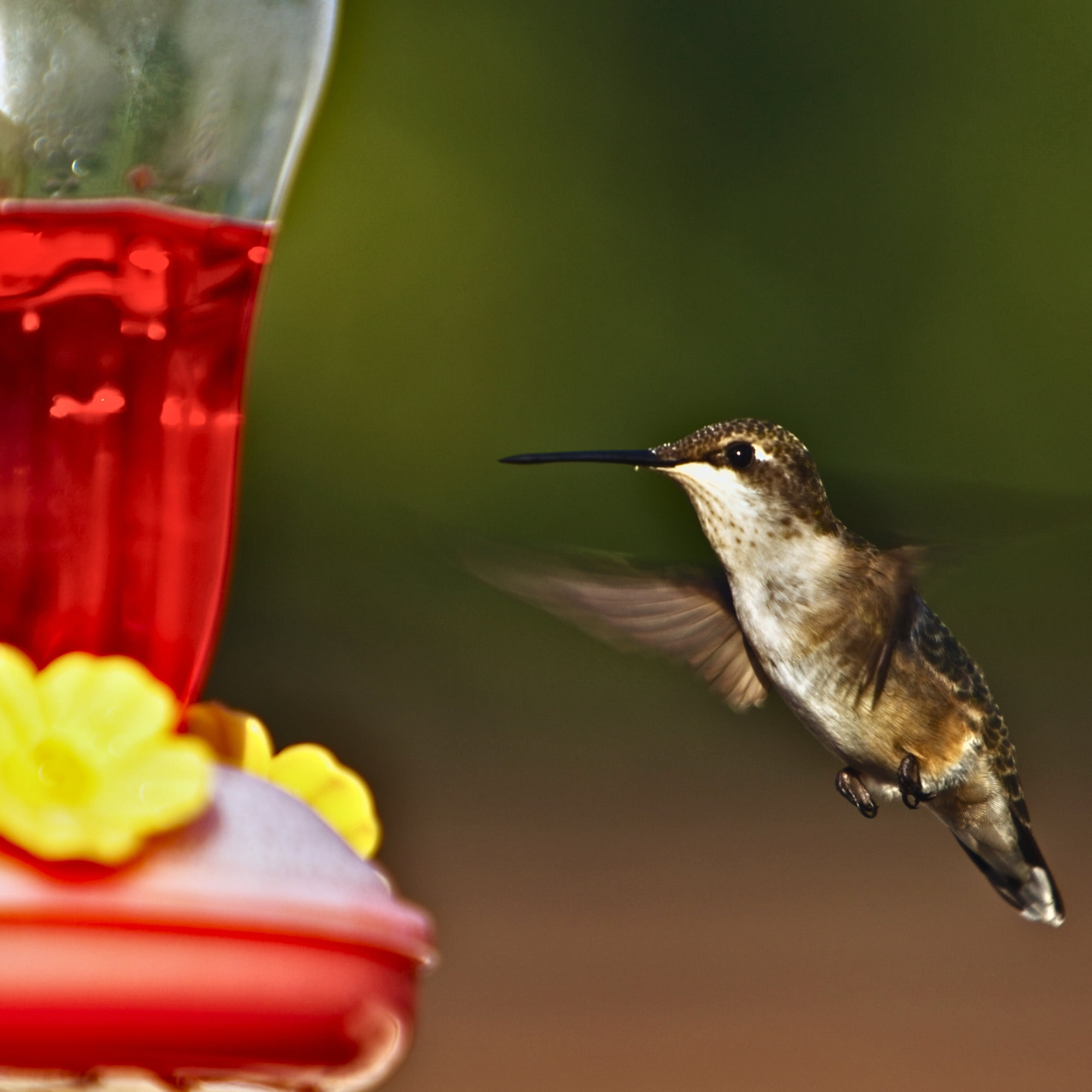 2-Pack Red Hummingbird Feeder with Hanging Hook, 7in. & Nectar Pack, Outdoor Plastic Bird Feeder with Multiple Feeding Ports Easy Fill Clear Reservoir for Garden Patio Balcony Backyard