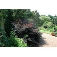 thumbnail image 4 of Loropetalum Carolina Midnight  5 Live Quart Size Plants  Chinensis Rubrum  Colorful Blooming Hedge Shrub Tree, 4 of 8