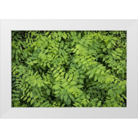 Paulson, Don 32x23 White Modern Wood Framed Museum Art Print Titled - Washington State, San Juan Islands Foliage