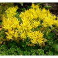 thumbnail image 2 of 50 OREGON STONECROP Sedum Oreganum - Green Bronze Orange Red Succulent Foliage - Native Yellow Groundcover Flower Seeds, 2 of 10
