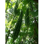 [ Mais Family ] 10 India Bitter Gourd Seeds, Bitter Melon Seeds, Kho Qua Rung ORGANIC