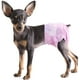 thumbnail image 1 of Pañales suaves para perros y mascotas, pañales desechables para perros y gatos, pañales medianos para temporada, pañales rosas para Chihuahua, 12 Uds. Con orificio de cola ajustable, lindo oso de fresa Hogar, 1 of 5