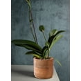 thumbnail image 4 of Small Mango Wood Cachepot for Flowers & Plants, 4.75" Diameter & 4.5" Tall, 4 of 7