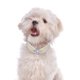 thumbnail image 5 of New Puppy Dog Choker Rhinestone Heart Four Rows Pearls Dogs Necklace Collar Shiny Cat Collar Jewellery Pet Supplies ShopWise Round, 5 of 10