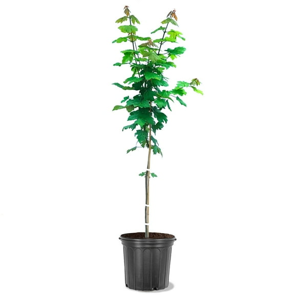 Expert Gardener 2-3 ft. tall Autumn Blaze Maple Live Tree in 5-Gallon Grower Pot