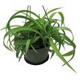 thumbnail image 2 of Green Bonnie Curly Spider Plant  Cleans the Air - 6" Hanging Basket, 2 of 4