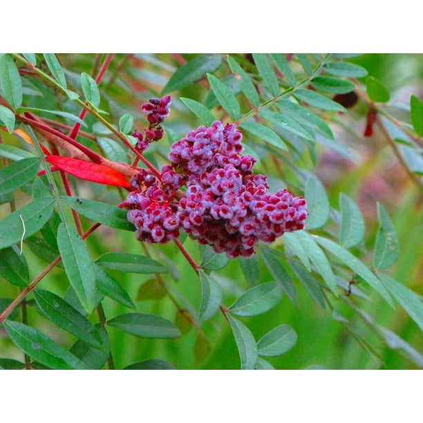 Winged Sumac Seeds for Planitng (30 Seeds) Rhus copallinum