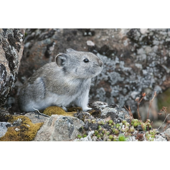 Collared Pika Sits In Rockpile Near Eielson Visitor Center In Denali National Park And Preserve, Interior Alaska, Spring Poster Print (19 x 12)