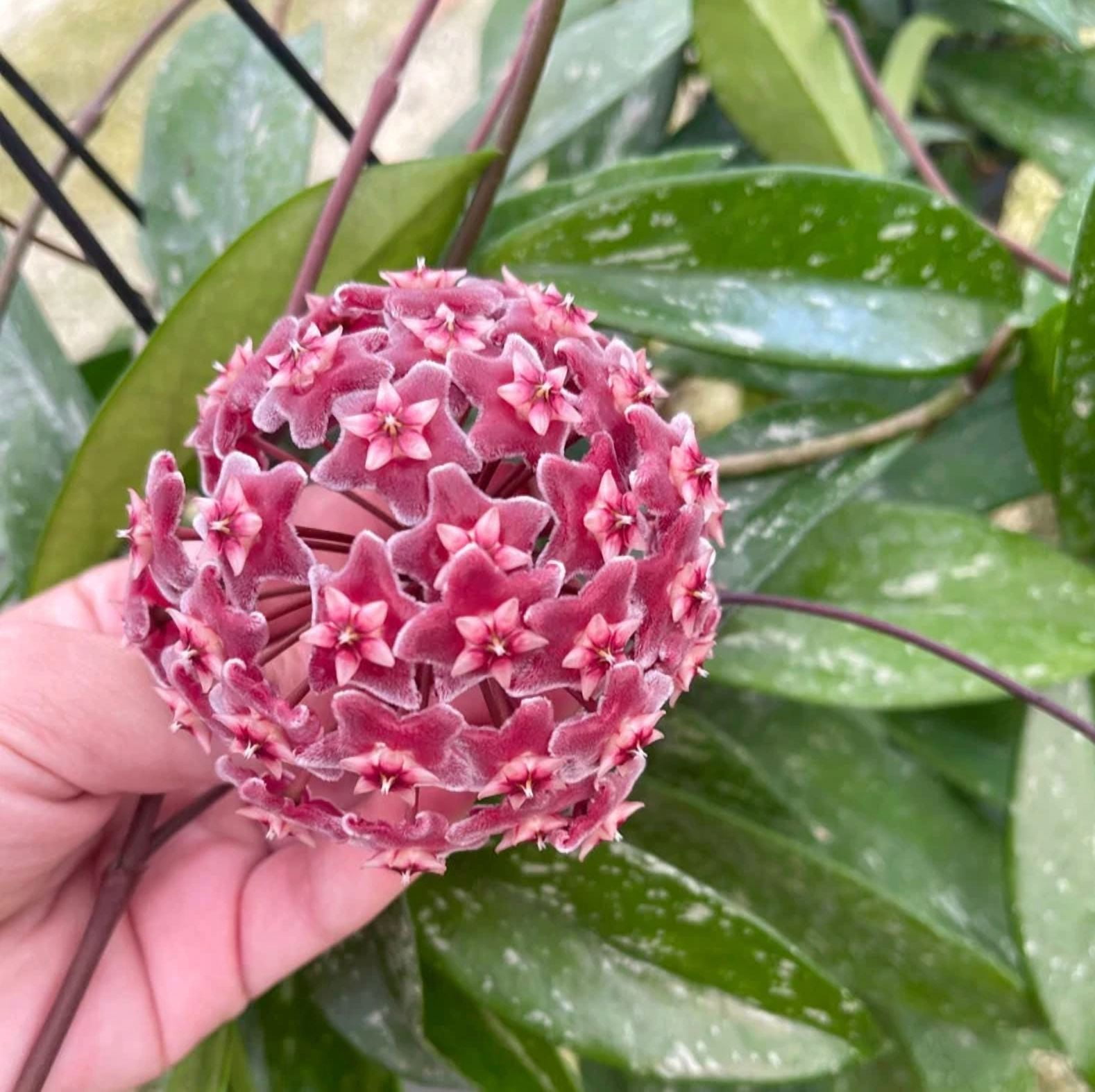 Hoya Plant Live Houseplants, Hoya Pink Flower Sliver Leaf Plant in 4 Inc Pot Bareroot for Planting Indoor Outdoor