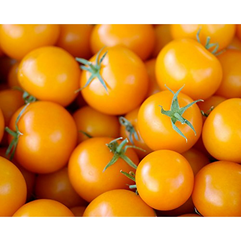 Sun Gold Tomato Plant Golden Orange Cherry Sweet 4.5" Pot