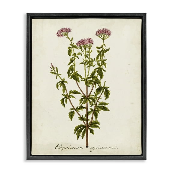 Stupell Industries Scientific Flower Study Botanical & Floral Painting Black Floater Framed Art Print Wall Art, 17 x 21