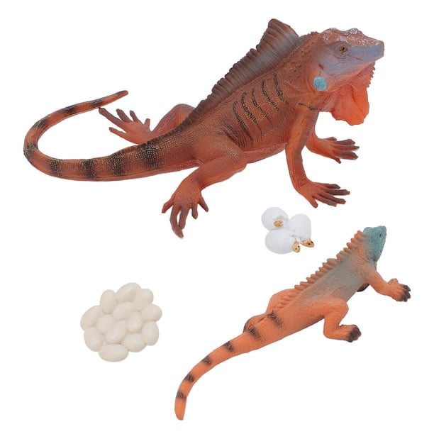 MODELO DE CICLO DE CRECIMIENTO DE IGUANA, ORNAMENTO IGUANA MODELO DE CICLO de