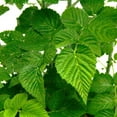 thumbnail image 2 of Navaho Blackberry Plant, 4-8 Inch Blackberry Plants Live for Planting, Outdoor Plant, 2 of 5