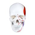 thumbnail image 4 of Isaac Technologies IC-B10247-CC0 Total Disarticulated Skeleton | 5 Color-Coded Vertebrae, Muscle, Bones & Osteological features numbered for identification | 3-Part Skull | W Manual & Carrying Case, 4 of 5