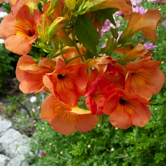 Grandiflora Orange Flowering Trumpet Vine Bare Root Deciduous Starter Shrub - 1 plant per offer