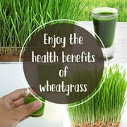 Pro Micro Jute Microgreens Grow Mats by Handy Pantry - 10x10 Inches for 1010 Growing Trays - Pack of 100 Pads - Hydroponic Grow Media for Micro Greens & Wheatgrass