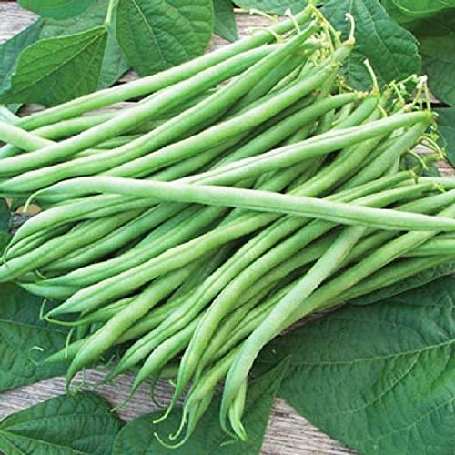 UtopiaSeeds Tenderette Graines de Haricot Vert Biologiques - Environ 40 Graines