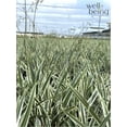 thumbnail image 4 of Nature's Way Farms Dianella Live Plant (18-24 in. Tall) in Grower Pot, 4 of 5