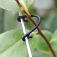thumbnail image 2 of 50 Pieces of Plastic Grape Branch Tying Thread for Gardening and Tree Growth, 2 of 6