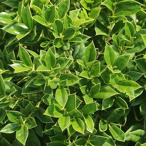 1 Gal. Carissa Holly - Drought & Heat Tolerant - Low Maintenance