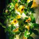 thumbnail image 5 of Guirnalda de luces decorativas con forma de girasol, lámpara con 20 LED, luces de noche de hadas para el hogar, la habitación, el baño, la boda, la fiesta y la decoración del jardín, 6,5 pies,, 5 of 6