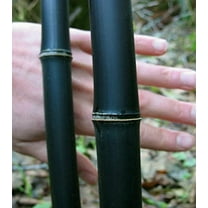50  Rare Black Bamboo Seeds for Planting | Exotic and Fast Growing |