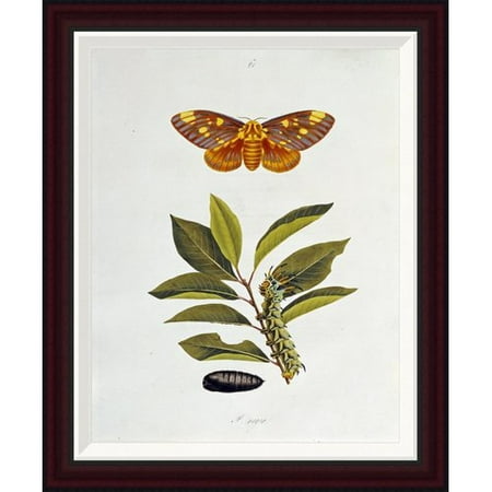 Global Gallery The Natural History of The Rarer Lepidopterous Insects of Georgia 1794 by John Abbot Framed Painting Print