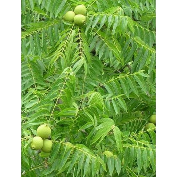 2 Black Walnut Trees 18" - 24" Healthy Bare Root Plants ( 2 bareroots per order)