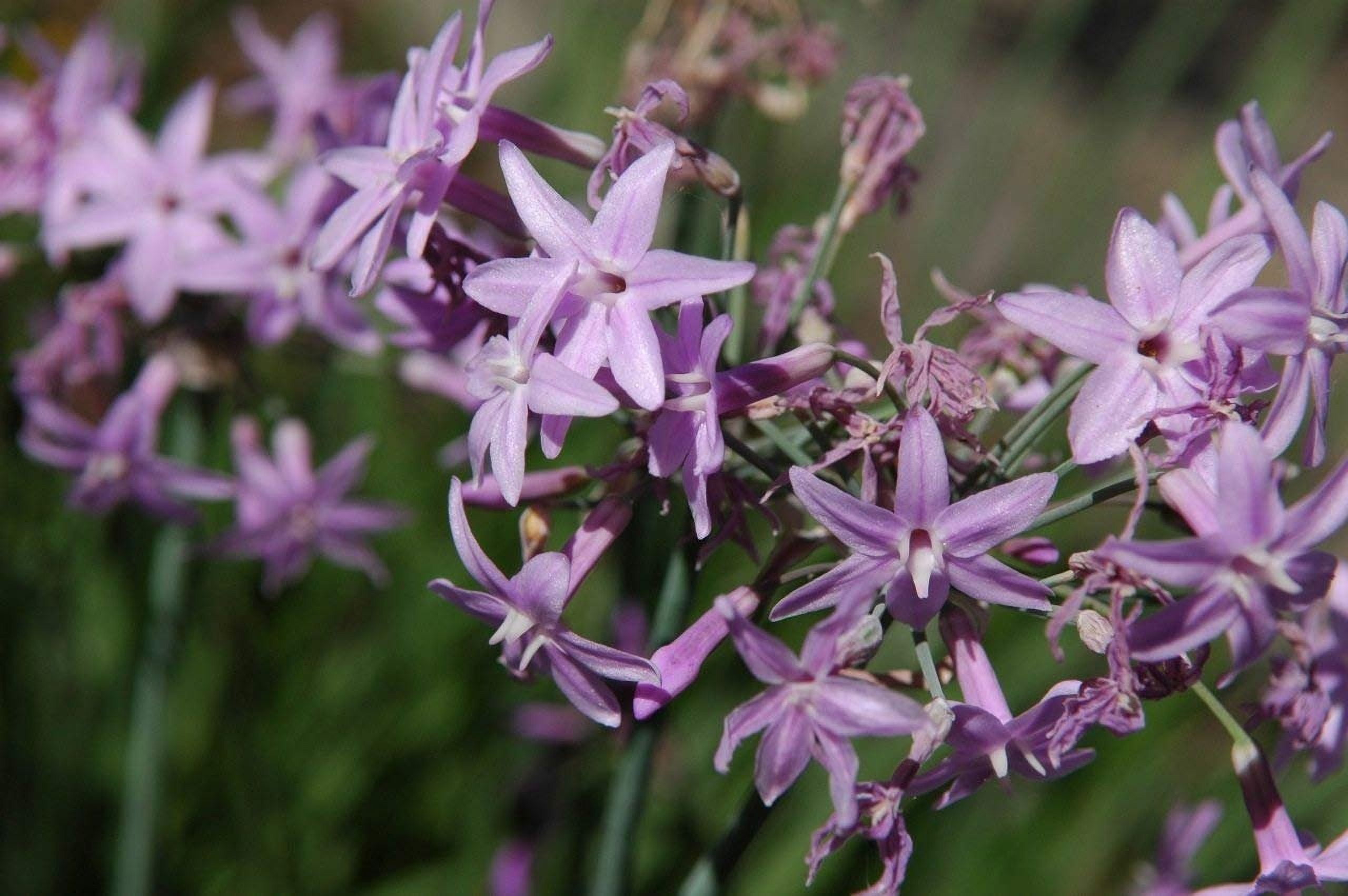 Society Garlic - 3 Live Plants - Tulbaghia Violacea - Butterfly Attracting Flowers