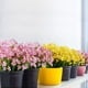 thumbnail image 3 of XmhyTop 8 paquetes de flores de narcisos artificiales, plantas de plástico sintético resistentes a los rayos UV que no se decoloran (amarillo), 3 of 5