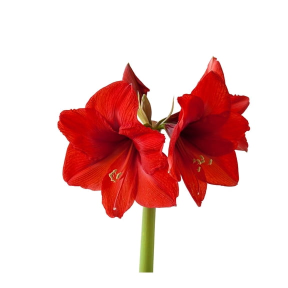 Amaryllis Bulbs for Planting - Easy to Grow - Indoor/Outdoor (Red)