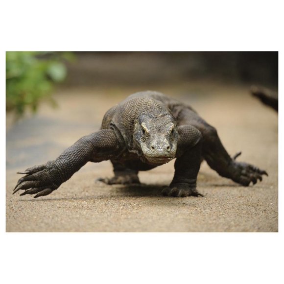 Komodo Dragon walking, Nusa Tenggara, Art en Papier Indonésien-50"x34 Pouces