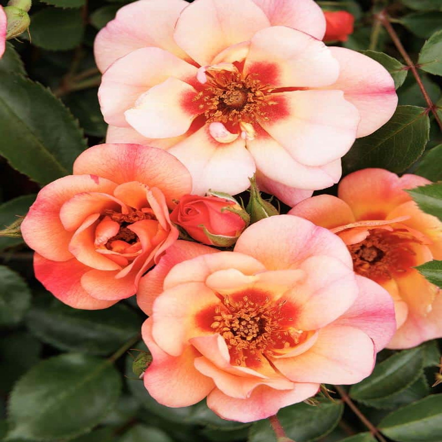 Expert Gardener 12-18" Peach Flower Carpet® Groundcover Rose with Orange Flowers Live Tree in 1 gal. Grower Pot