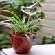 thumbnail image 4 of 10 lotes de vidrio con autorriego, globos transparentes en forma de pájaro, bebedero para plantas de interior, estacas de jardín y flores, 4 of 5