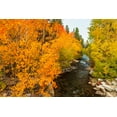 thumbnail image 2 of Bishop, Russ 14x11 White Modern Wood Framed Museum Art Print Titled - Fall color along Bishop Creek-Inyo National Forest-California-USA, 2 of 4