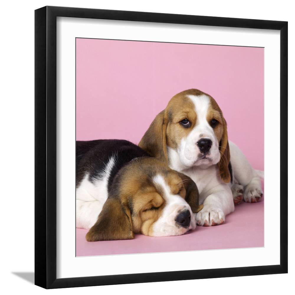 Hanging Hearts New Luxury Home Premium Framed Laptray Animals 