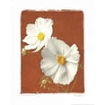 thumbnail image 2 of White Cosmos II Poster Print by Amy Melious (8 x 10), 2 of 2