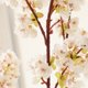 thumbnail image 3 of Nvzi Ramas de flores de cerezo de seda, tallos de flores de cerezo artificiales de 39,3 pulgadas, arreglo de flores de ciruelo falso para decoración de bodas y hogares, juego de 3, color blanco, 3 of 5