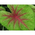 thumbnail image 4 of 'Scarlet Pimpernel' Caladium | Vibrant Shades of Red and Green (2 Bulbs), 4 of 8