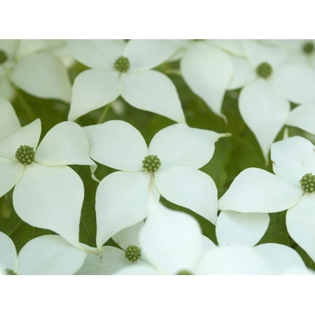- Oriental Dogwood Tree in Bloom (Cornus Kousa) Print Wall Art By Scientifica
