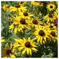 thumbnail image 4 of Everwilde Farms - 1 lb Black Eyed Susan Native Wildflower Seeds - Gold Vault Bulk Seed Packet, 4 of 4