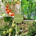 thumbnail image 2 of Triani 16 Inches Natural Garden Bamboo Sticks Longer Sturdy Garden Stakes for Indoor and Outdoor Plants Bamboo Sticks Trellis Support for Tomato, Vegetables Beans Trees Climbing Plants, 2 of 7