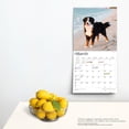 thumbnail image 4 of BERNESE MOUNTAIN DOGS THE BEAUTY OF 2024, 4 of 8