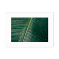 thumbnail image 1 of Banana Picture Nature World Photo Mount Frame Picture Art Painting Desktop 5x7 inch, 1 of 3