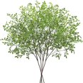 thumbnail image 1 of Plantas artificiales CEWOR Green Nandina, vapores largos de 110 cm, 4 unidades, 1 of 8