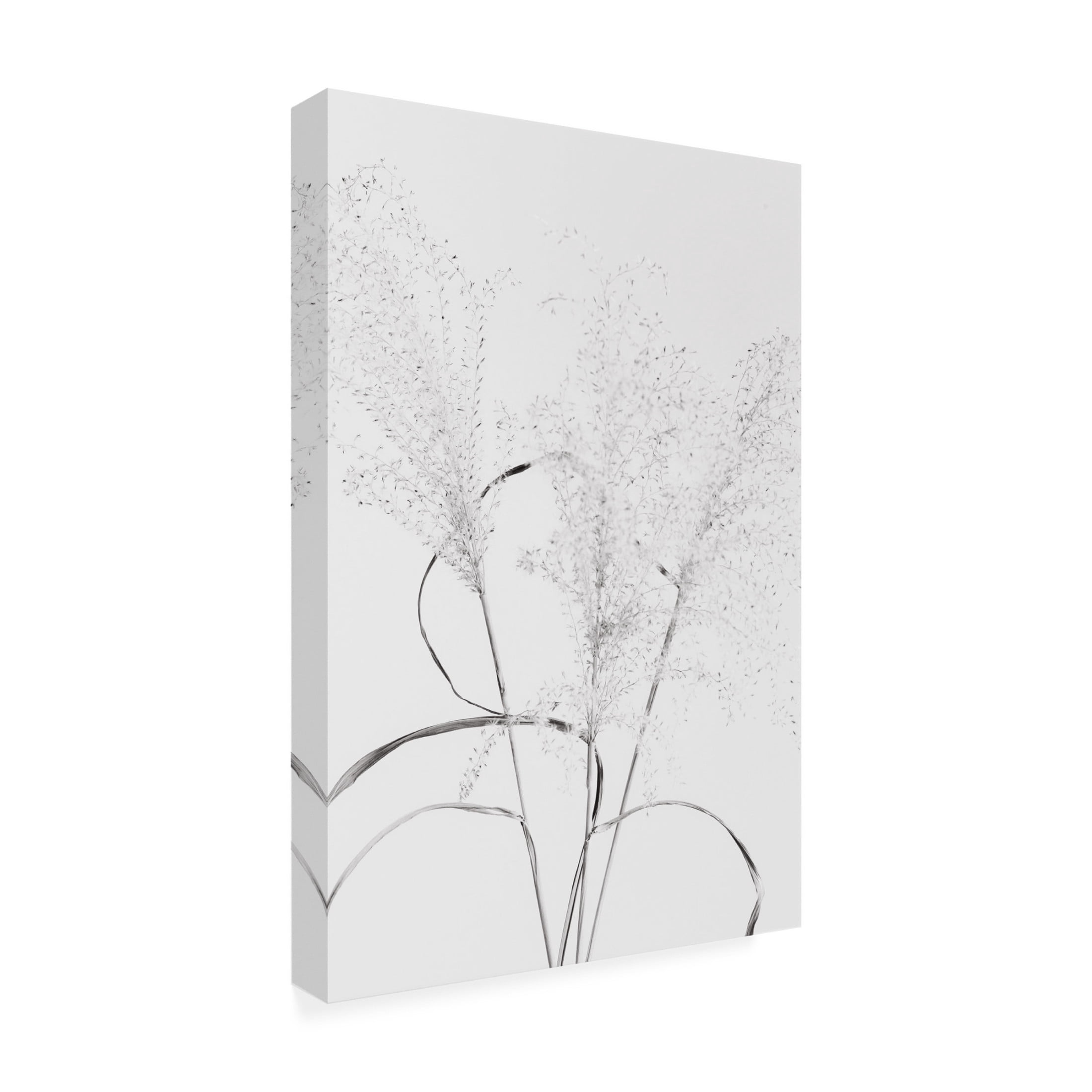 Trademark Fine Art Pictufy Studio Dried Grass Blackawhite Canvas Wall Art