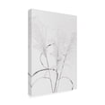 thumbnail image 4 of Trademark Fine Art Pictufy Studio Dried Grass Blackawhite Canvas Wall Art, 4 of 4