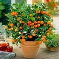 thumbnail image 2 of Fruit Seeds Orange Tree Seeds Dwarf Washington Navel Grow Indoors or Outdoors Non - GMO Easy to Grow Home Garden Plant - 30 Seeds, 2 of 5
