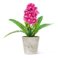 thumbnail image 1 of Hyacinth In Pot Floral, 1 of 2