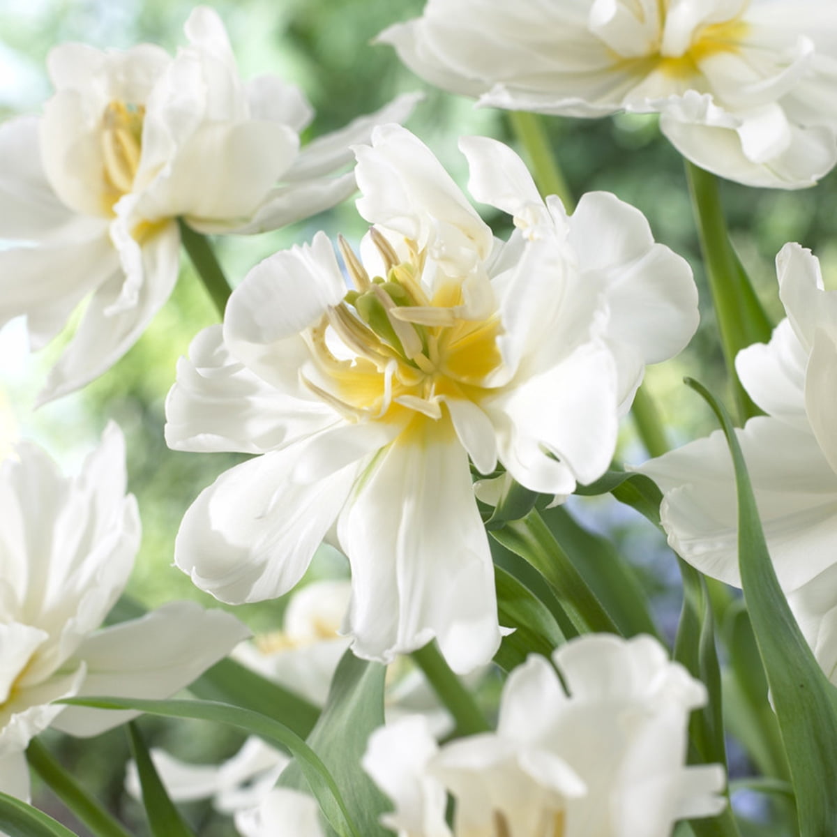 Van Zyverden Tulip Popcorn Set of 25 Bulbs White Part Sun